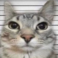 kredis avatar