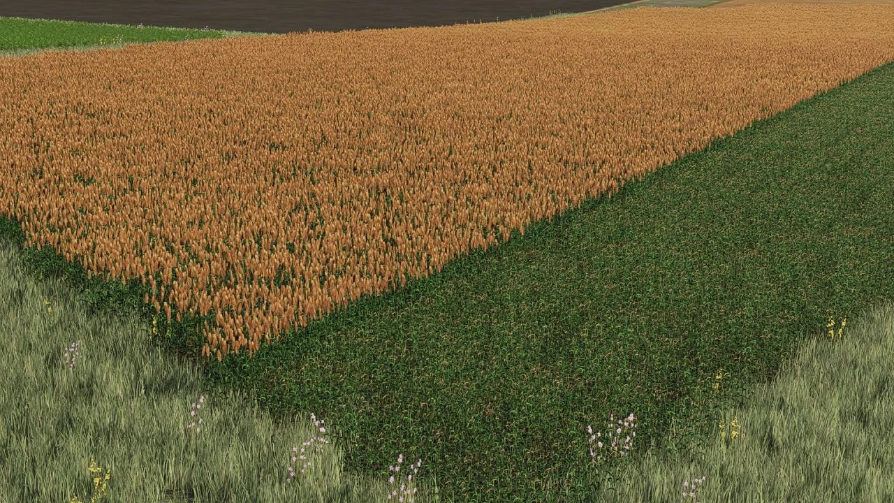 New sorghum texture ready for harvest