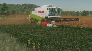 New sorghum texture ready for harvest v 1.0 thumbnail 4