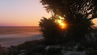 L.A. Vegetation