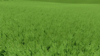 Grass texture with alfalfa v 1.0 thumbnail 4
