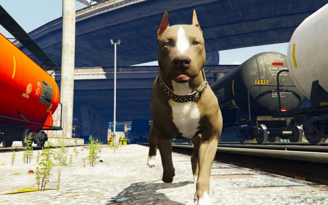 Pit bull (Replace Chop)