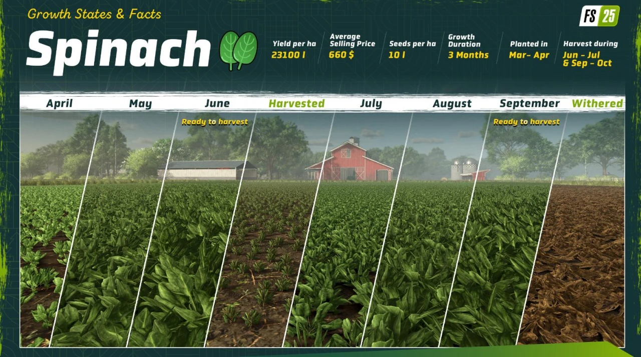 Spinach: A New Crop in Farming Simulator 25