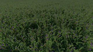 Clover and Alfalfa Texture v 1.0 thumbnail 2