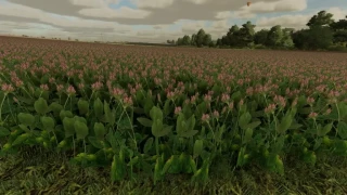 Clover and Alfalfa Texture v 1.0 thumbnail 3