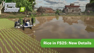 Rice in FS25: New Details - FS25