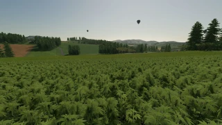 Hemp Beyleron v 1.0 thumbnail 4