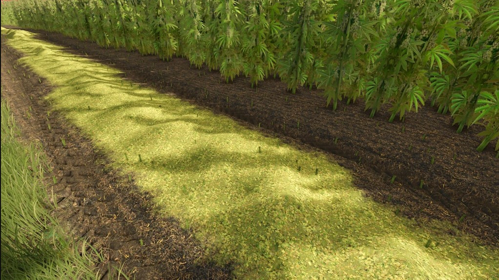 Riverbend Springs Cannabis Edition